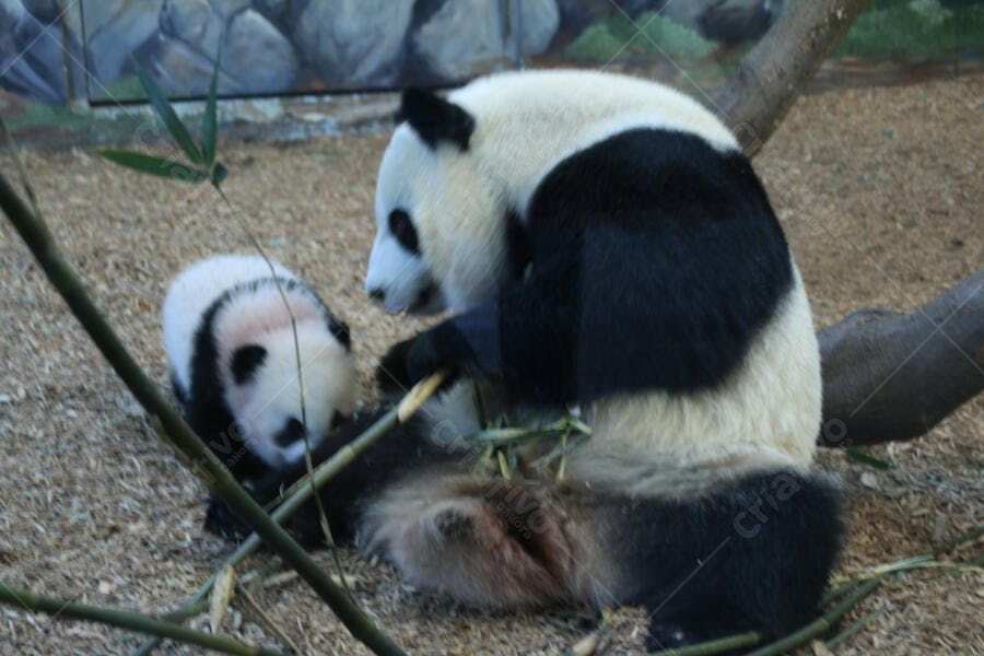 Panda gigante e filhote comendo bambu