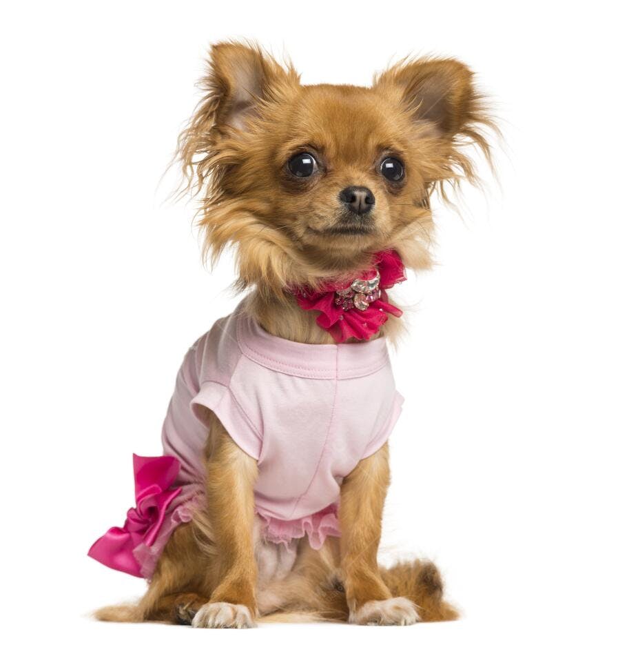 Chihuahua fofo vestido de rosa