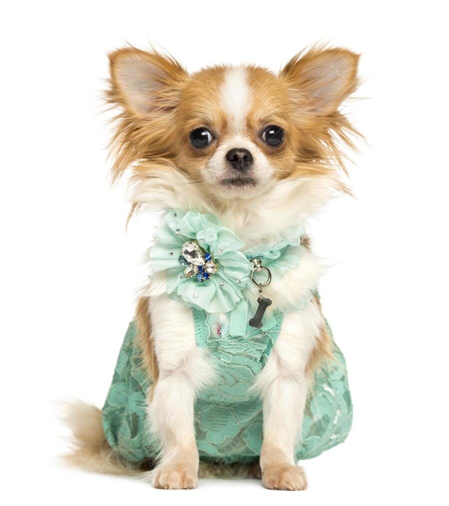 Chihuahua elegante em vestido verde claro