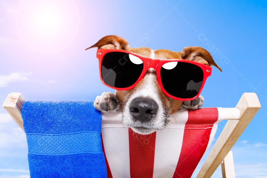 Cachorro com óculos de sol na praia