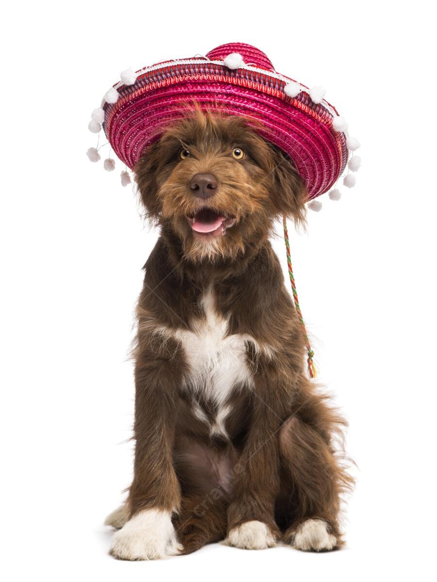 Cachorro com chapéu mexicano sorrindo