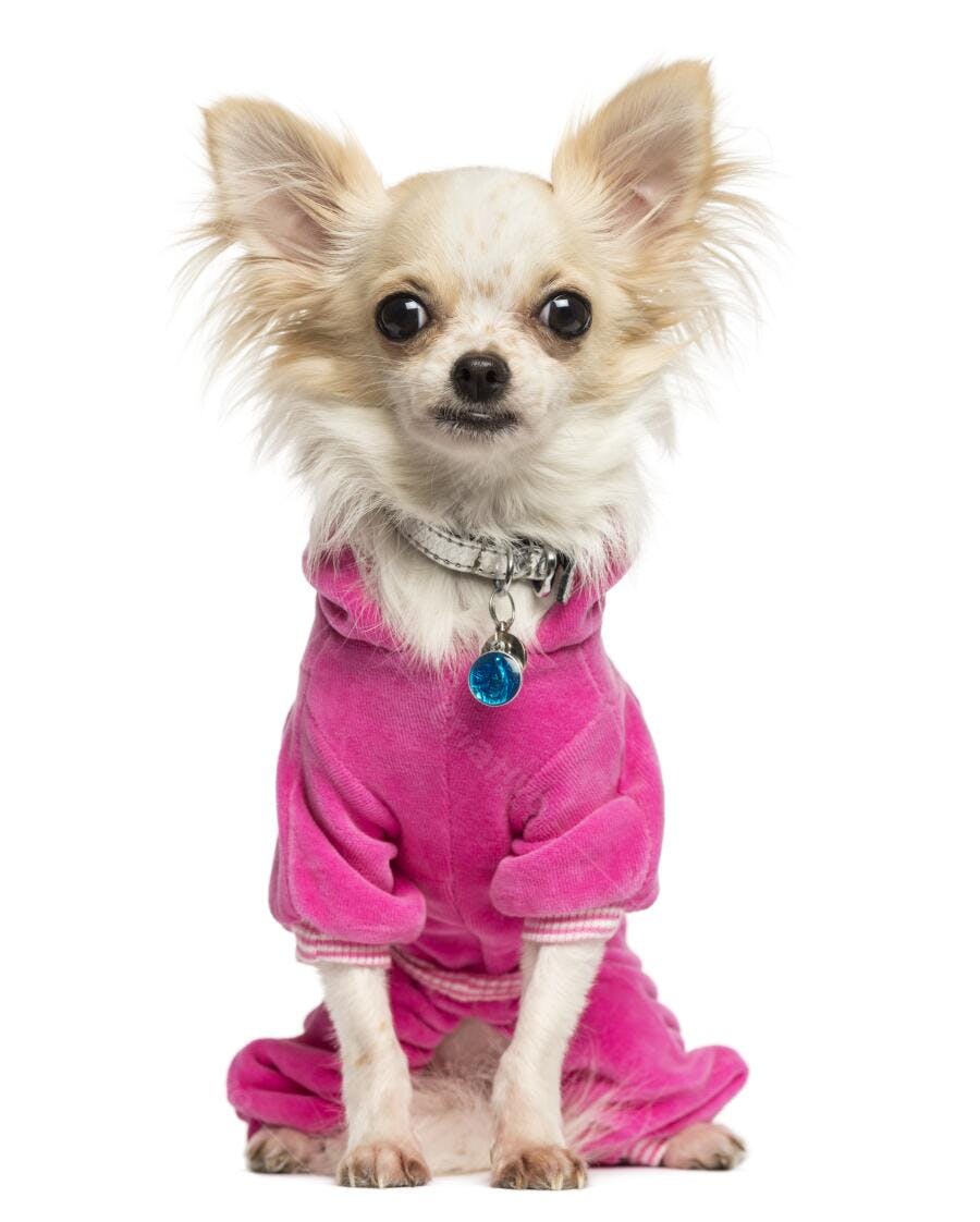 Chihuahua fofo de roupa rosa