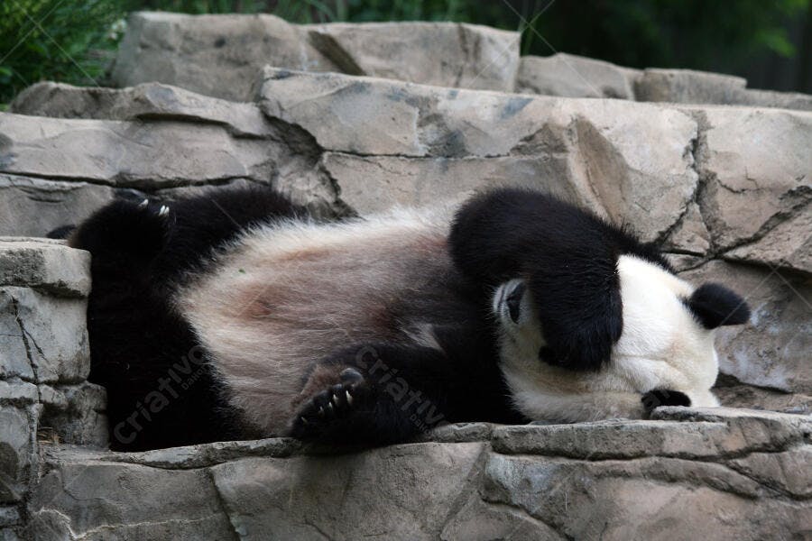 Panda gigante descansando em rochas cinza
