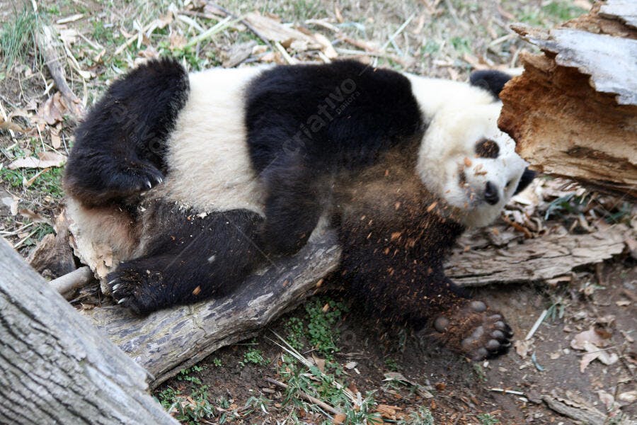 Panda brincando com tronco de madeira