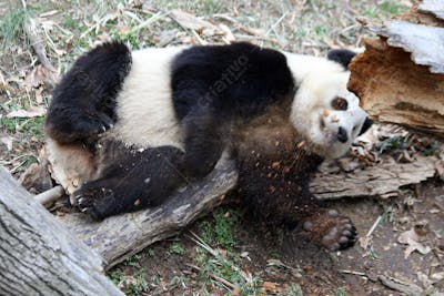Ursos Panda (64)