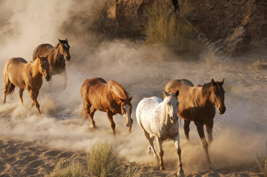 Cavalos correndo empoeirados no deserto
