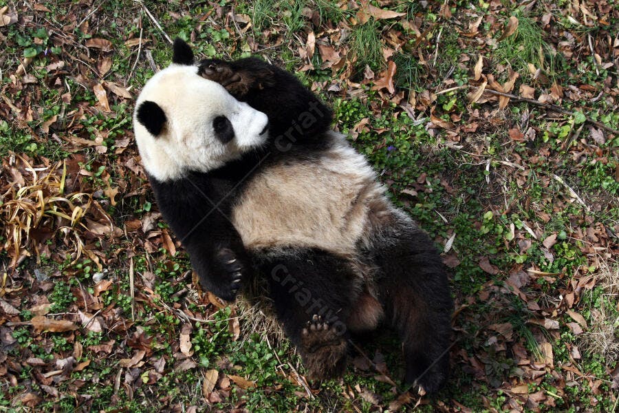 Panda gigante deitado em folhas secas