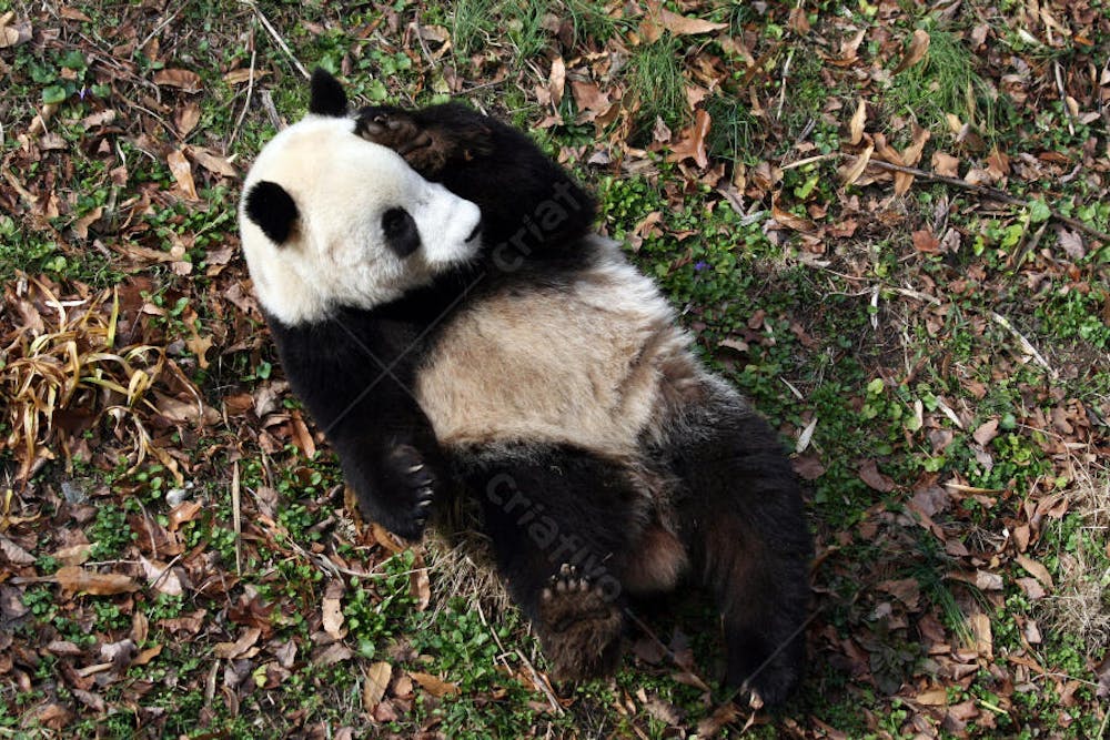 Ursos Panda (63)