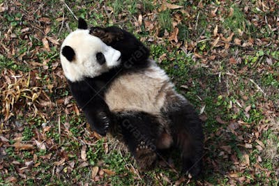 Ursos Panda (63)