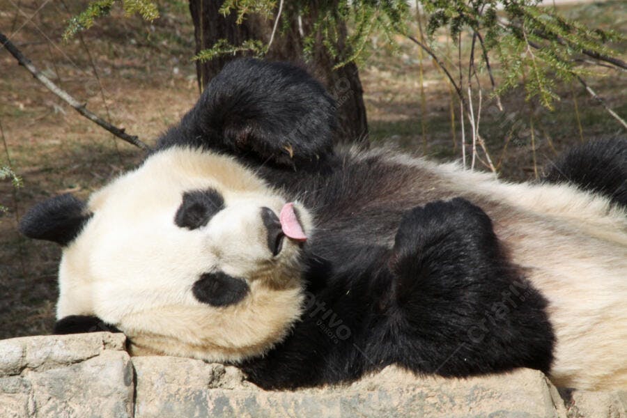 Panda gigante deitado relaxado na rocha