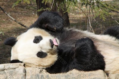 Ursos Panda (62)