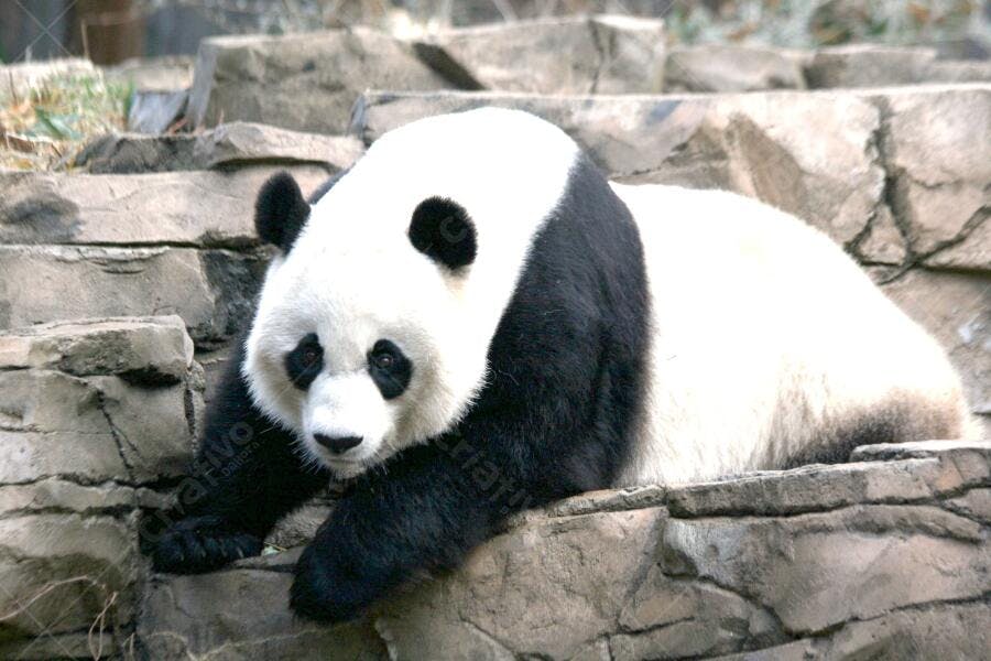 Panda gigante em ambiente rochoso