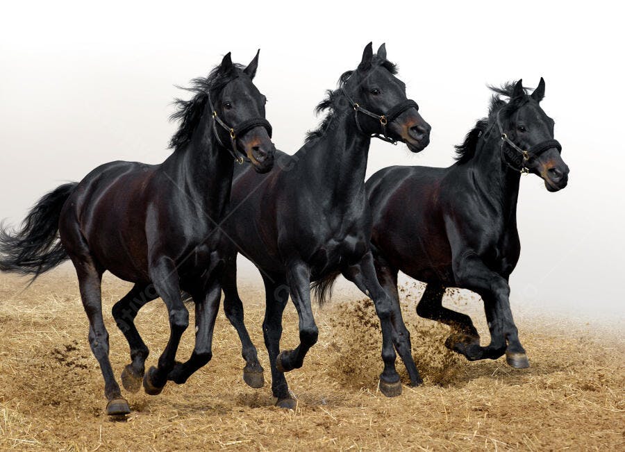 Três cavalos negros correndo em campo