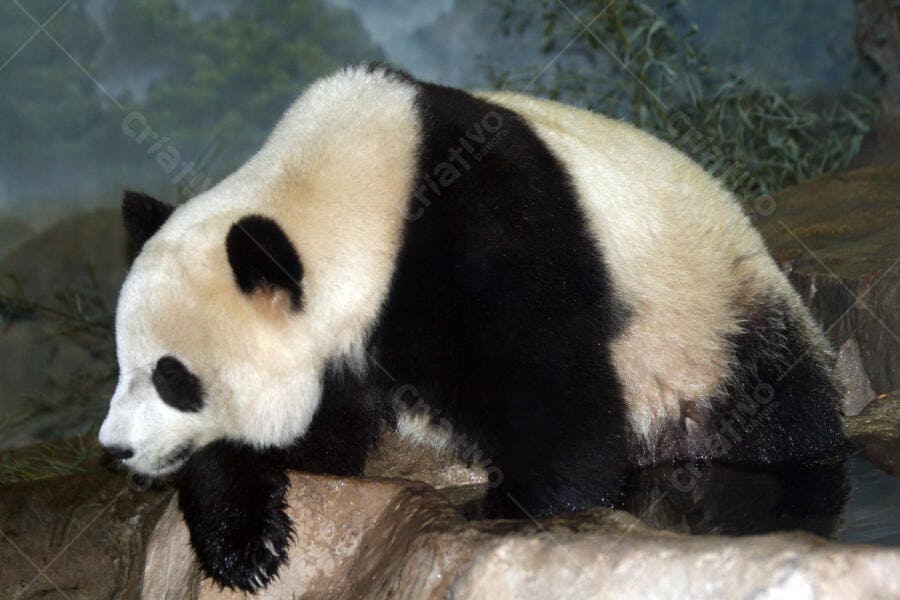 Panda gigante descansando em pedras perto da água