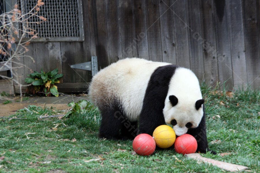 Panda brincando com bolas coloridas no gramado