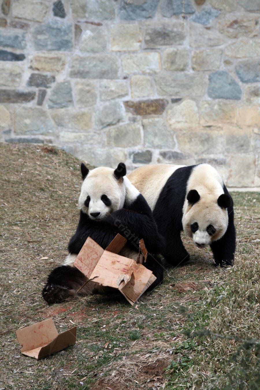 Pandas brincando com caixa de papelão