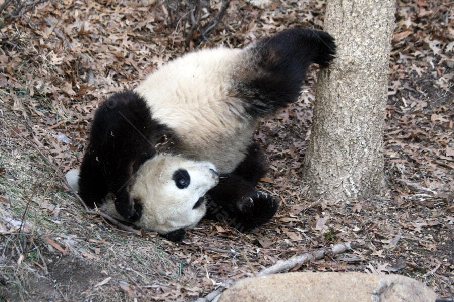 Panda brincando perto de árvore no outono