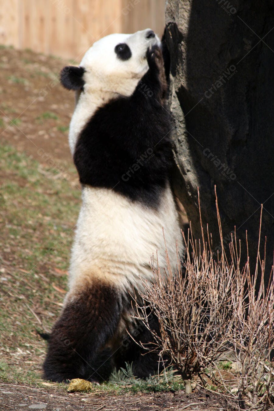 Panda gigante escalando rocha em zoológico