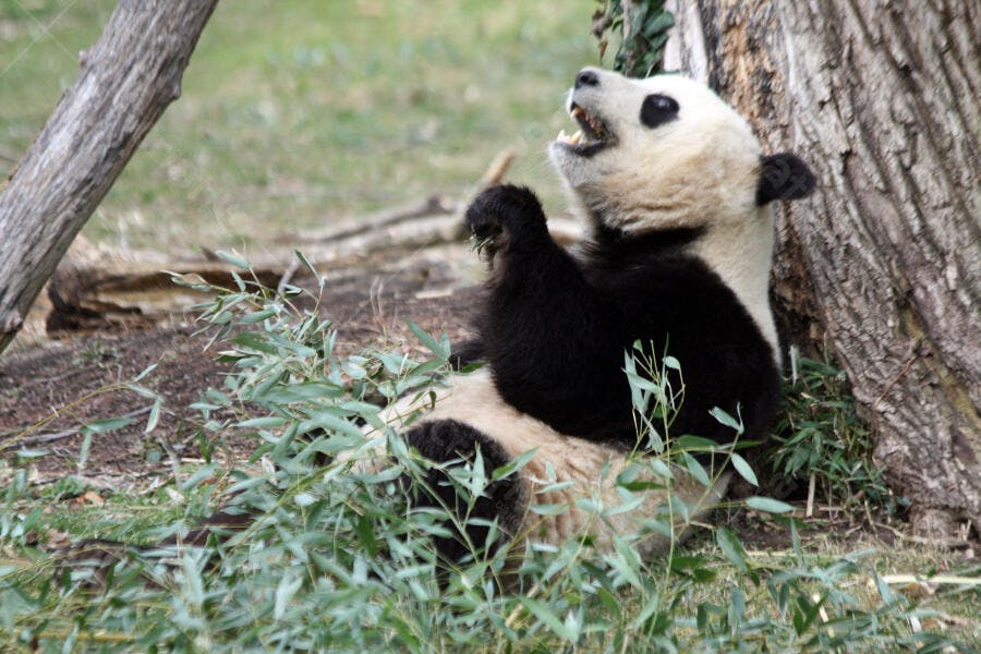 Panda gigante comendo bambu em seu habitat
