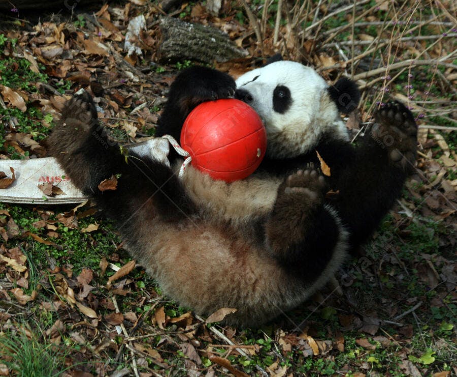 Panda brincando com bola vermelha no chão