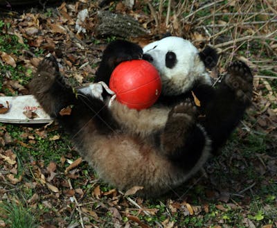 Ursos Panda (75)