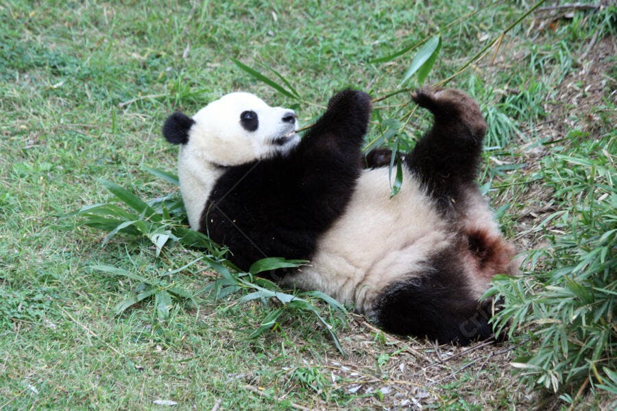 Panda gigante comendo bambu deitado na grama