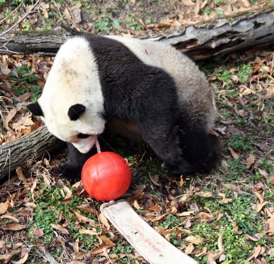 Panda brincando com bola vermelha no outono