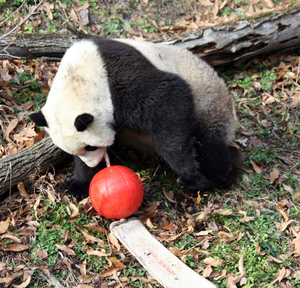 Ursos Panda (74)