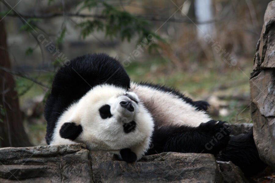 Panda relaxando em rochas jardim zoológico
