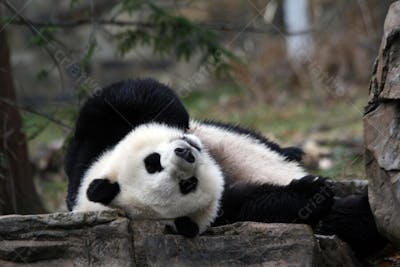 Ursos Panda (77)