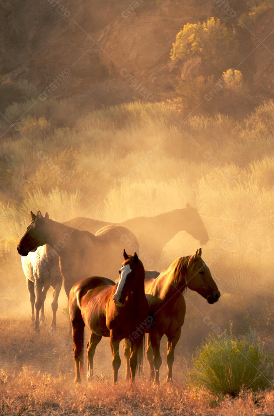 Cavalos em pastagem ao entardecer