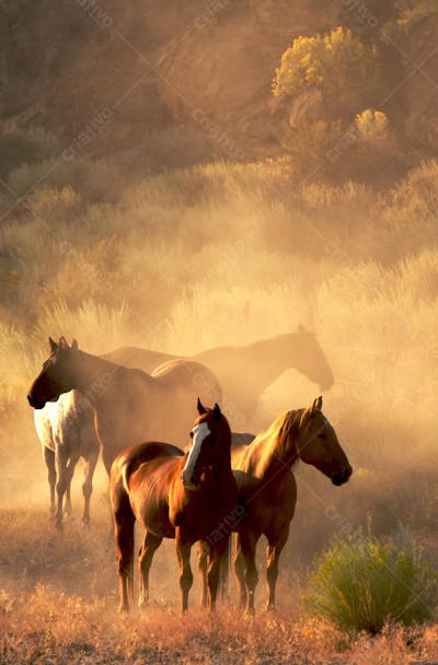 Cavalos (58)