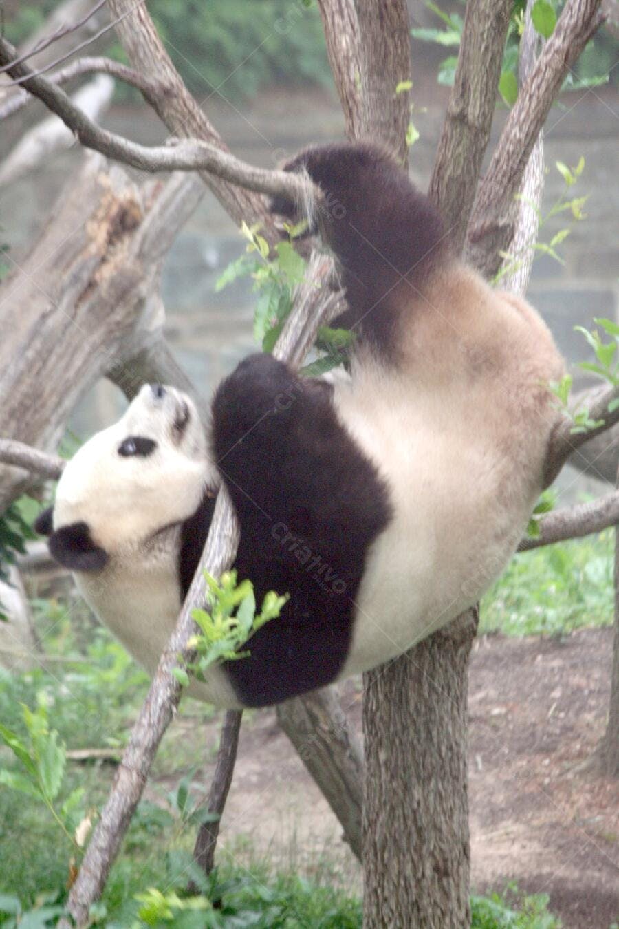 Panda gigante brincando em árvore