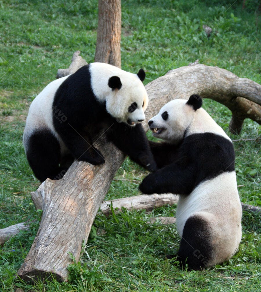 Dois pandas brincando em tronco de árvore