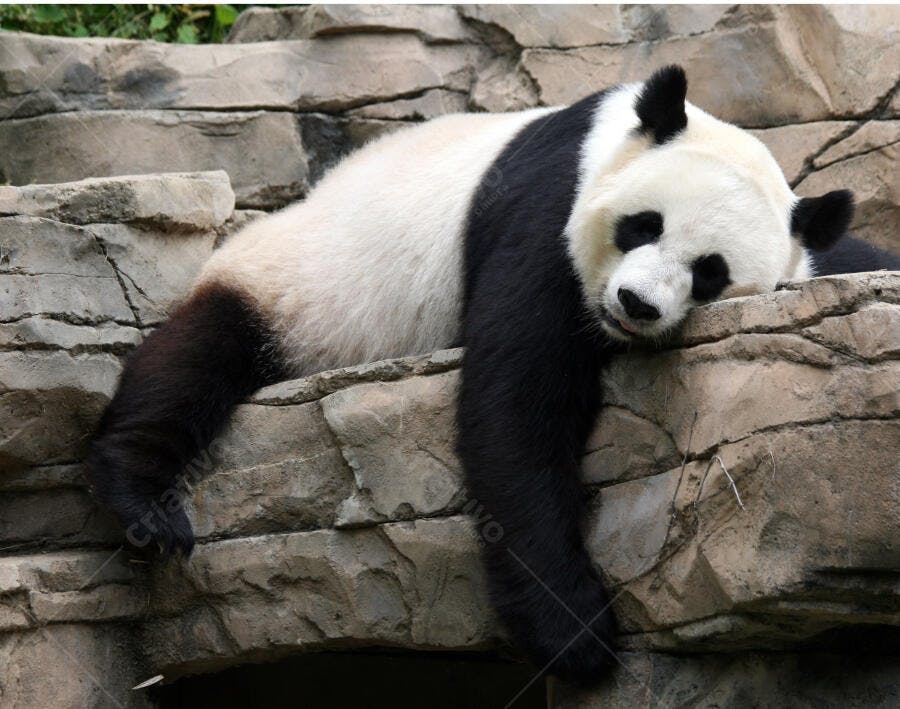 Panda gigante descansando em rochas