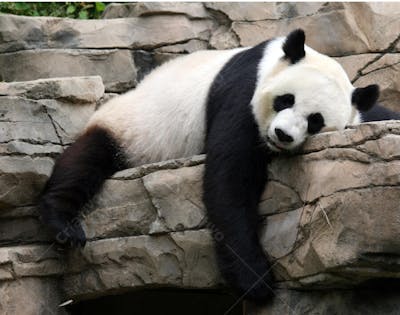 Ursos Panda (79)