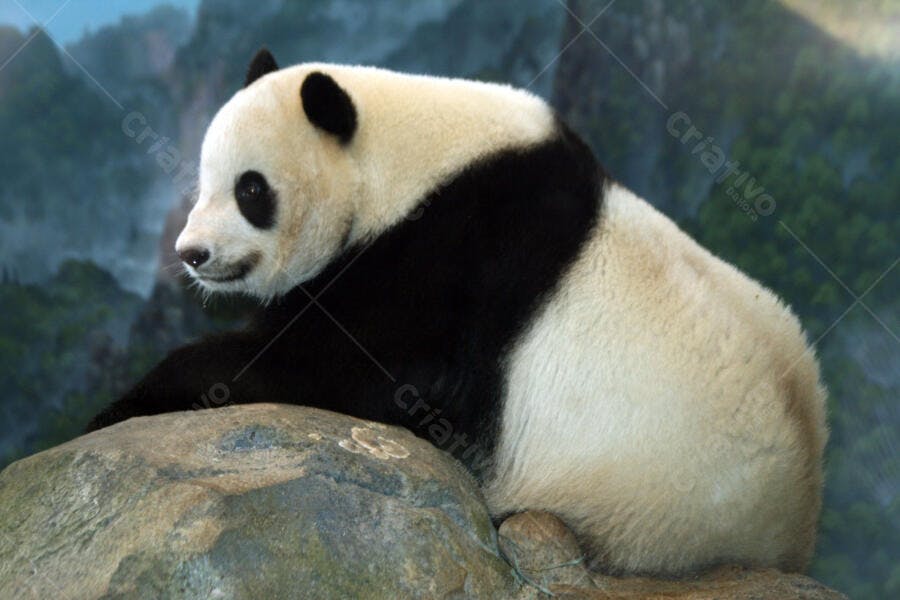 Panda gigante em rocha cenário montanhoso