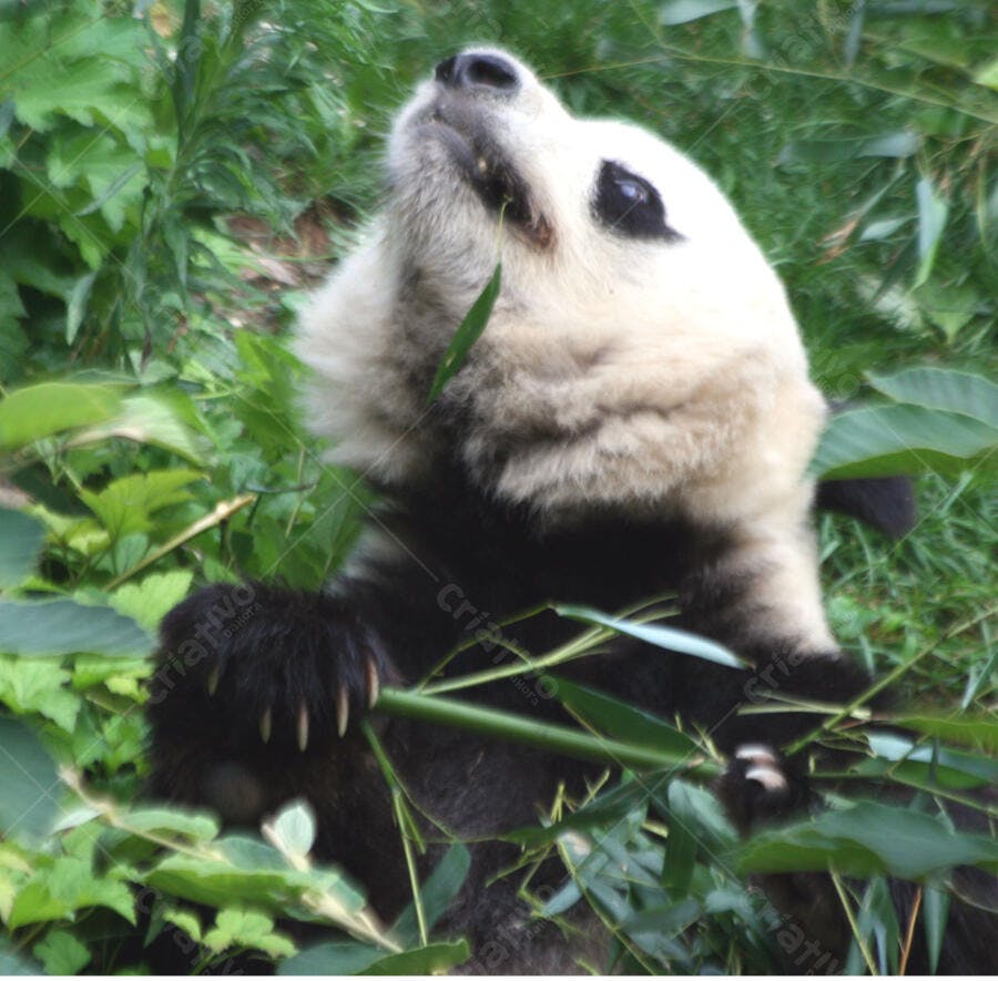 Panda gigante comendo bambu em habitat natural