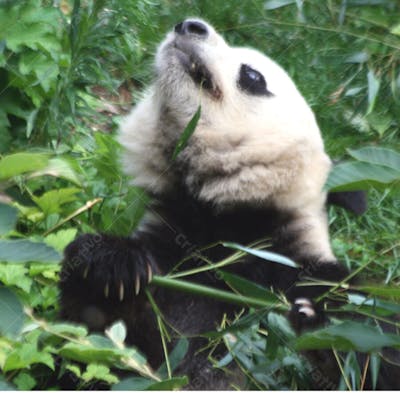Ursos Panda (39)