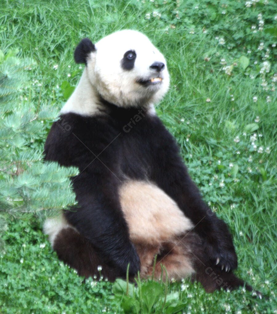 Panda gigante sentado na grama