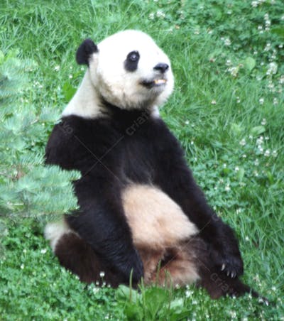 Ursos Panda (38)