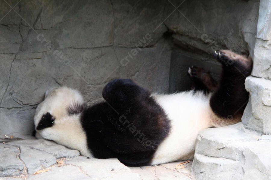 Panda gigante dormindo em seu recinto