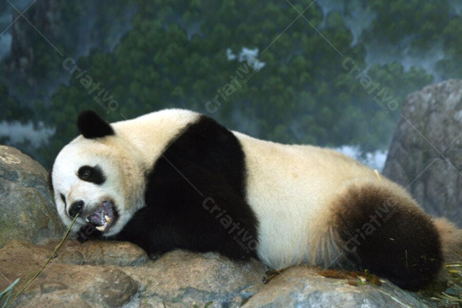 Panda gigante descansando em rocha com bambu