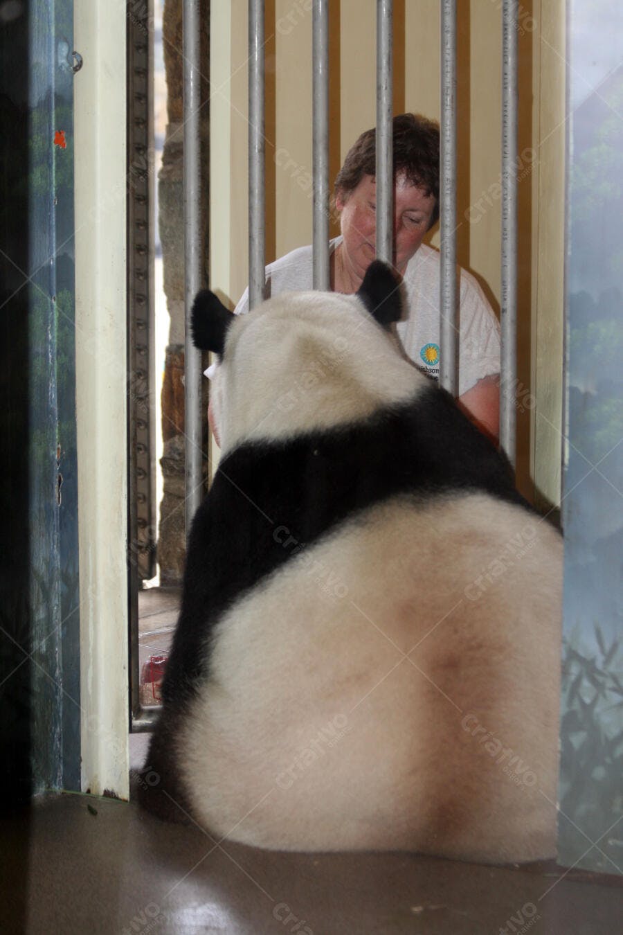Panda gigante e cuidadora em recinto