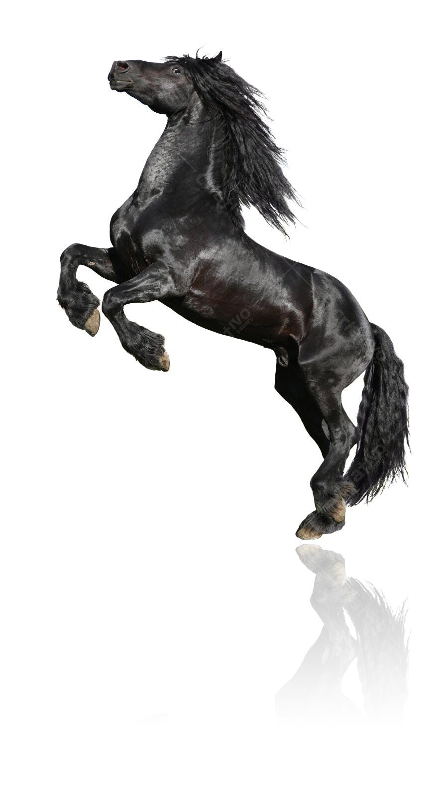 Cavalo Preto em Salto Imponente