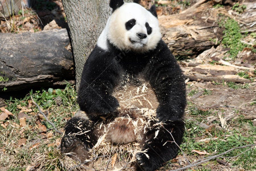 Panda gigante comendo bambu em seu habitat