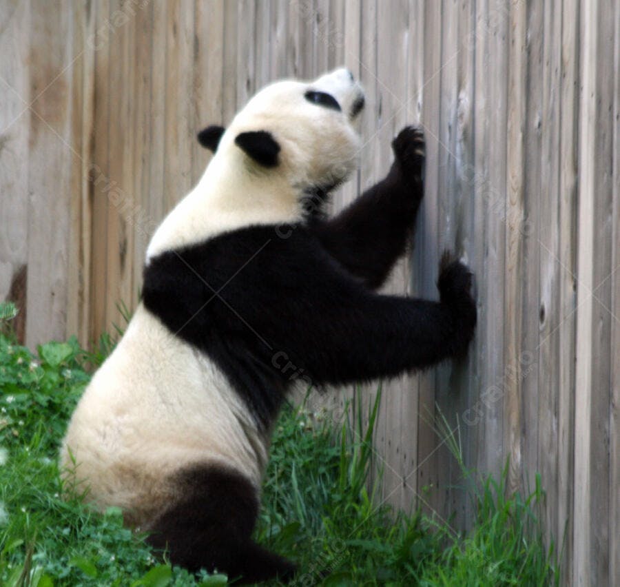 Panda gigante escalando cerca de madeira