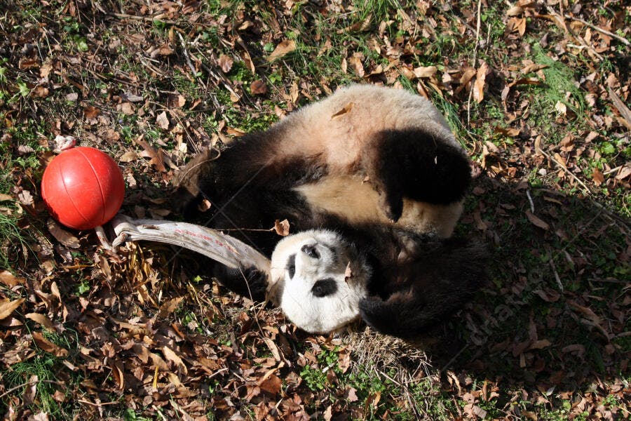 Panda brincando com bola vermelha no outono
