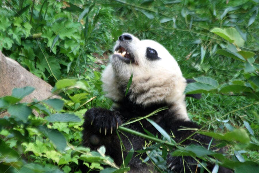 Panda gigante comendo bambu em habitat natural