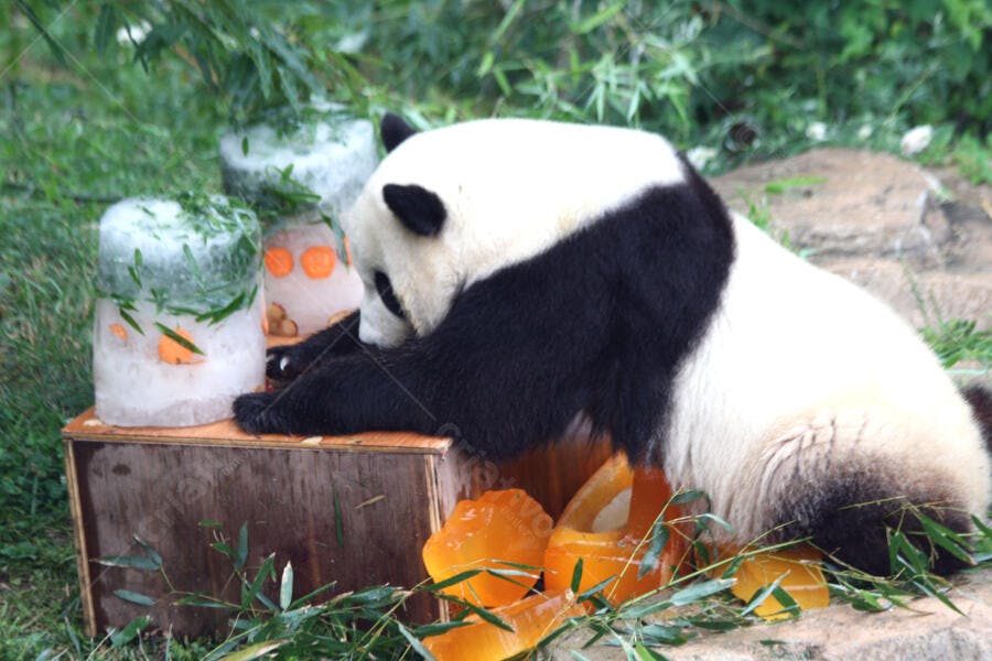 Panda gigante comendo gelo com frutas e legumes